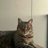 cattocharlie