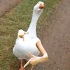 kedgar.pr