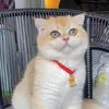 kittenskitchen99