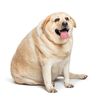 imareallyfatdog