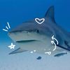 kind_shark