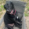cruisingdoglover