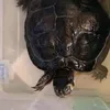 xandradoallo