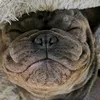 bruno_buster