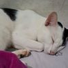 love_cat069