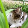 nirothecat_