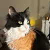 Kitty