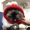 babushkatmeow