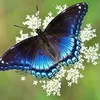 sylviepapillon