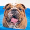 dudethebulldog