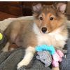 akirathesheltie