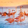 flamingo.mama
