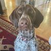 jocko_the_gsp