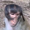 alirabiestan