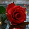 rossprp