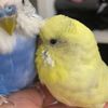 justbirbvideos