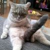 tom_tom39