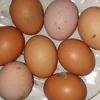 lau_21__