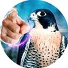 falcon_0004