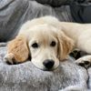 daleythegolden