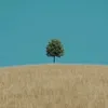 albazae_55