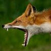 _toxic_teeth_