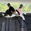 Tito & beli the monkeys