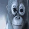ozempicbop