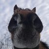 nothingbutponys
