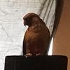 kiwigizmo420