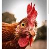 o0chicken0o