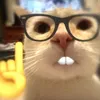 whoislolloo_