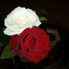 niama6775