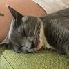 fartful_dodger