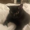 binxkit