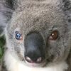 rarekoala