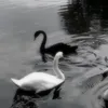 aaffer