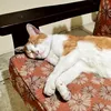 ken_the_kat