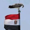 falconegypt