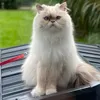 lucy_the_persian_cat