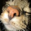 happytippietoes