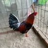 haunguyen549