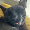 mewmilo0