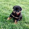 kona.the.rott