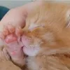fluffypikachu33
