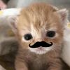 nzrldf