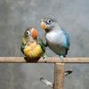 lovebird_0ne