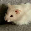 love._.the._.hamster1