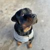 cody_737