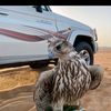 sadiqrajabi